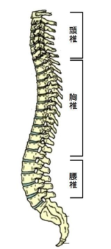 背骨イラスト