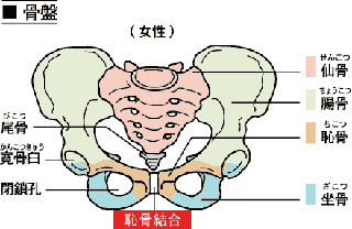 骨盤イラスト